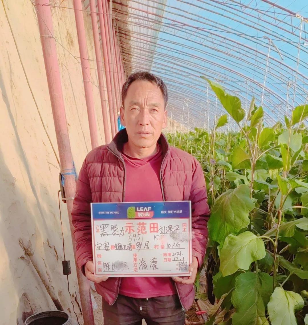用了黑聚力矿钾肥，刘大哥的紫长茄一亩多卖出700斤